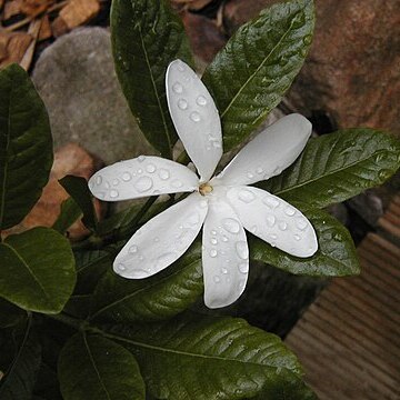 Gardenia scabrella unspecified picture