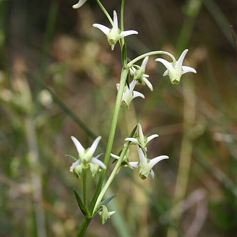 Halenia asclepiadea unspecified picture