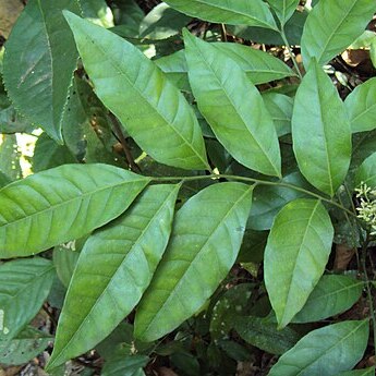 Clausena austroindica unspecified picture