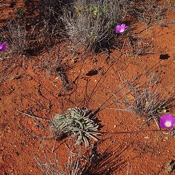 Calandrinia eremaea unspecified picture