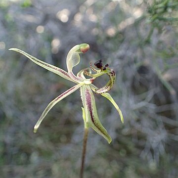 Caladenia mesocera unspecified picture