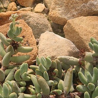 Crassula garibina unspecified picture