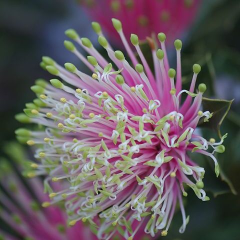 Banksia cuneata unspecified picture