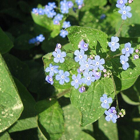 Brunnera unspecified picture