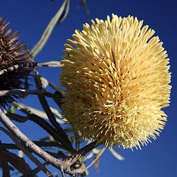 Banksia lindleyana unspecified picture