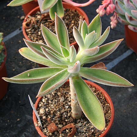 Echeveria coccinea unspecified picture