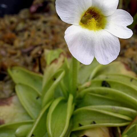 Pinguicula primuliflora unspecified picture