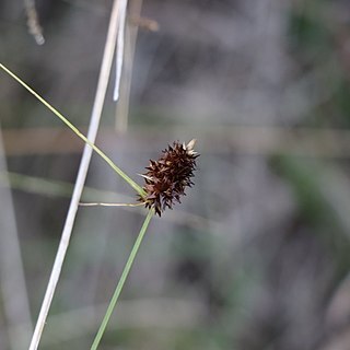 Carex uruguensis unspecified picture