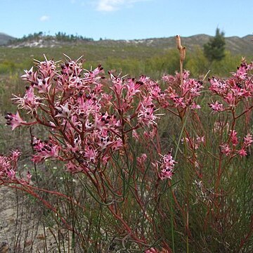 Serruria meisneriana unspecified picture