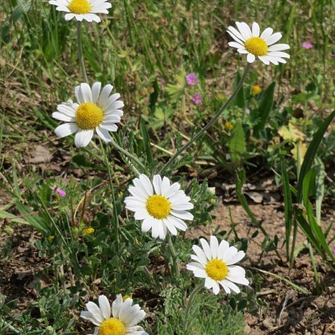 Anthemis arvensis subsp. arvensis unspecified picture