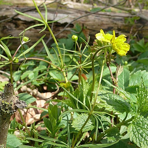 Ranunculus leptomeris unspecified picture