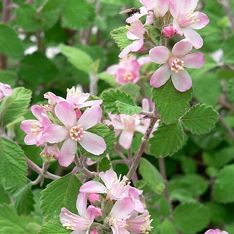 Jamesia americana var. rosea unspecified picture