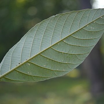 Callicarpa arborea unspecified picture