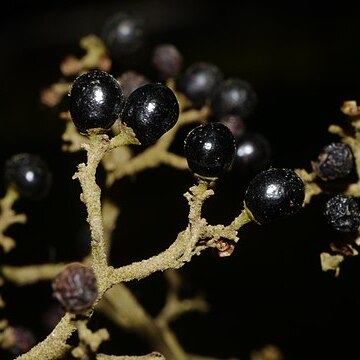 Callicarpa arborea unspecified picture