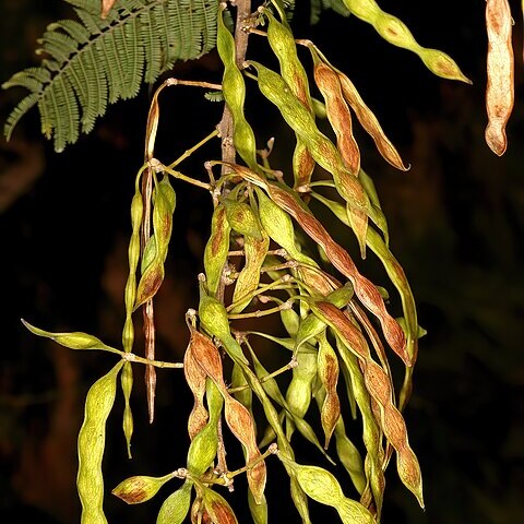 Vachellia davyi unspecified picture