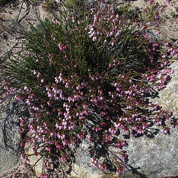 Erica incarnata unspecified picture