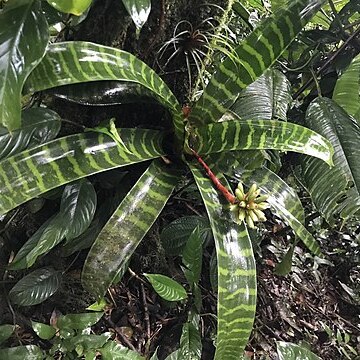 Guzmania musaica unspecified picture