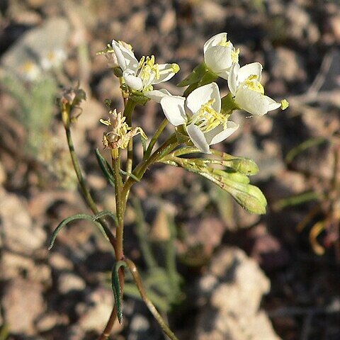 Eremothera refracta unspecified picture