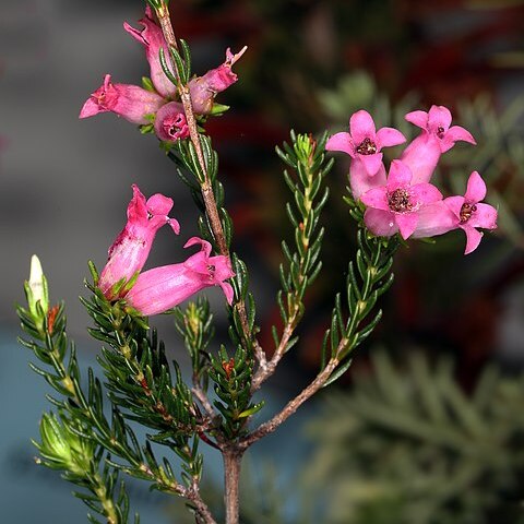 Erica daphniflora unspecified picture