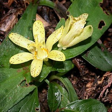 Tricyrtis nana unspecified picture