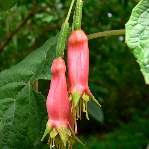 Fuchsia splendens unspecified picture