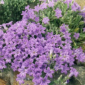 Campanula andrewsii unspecified picture