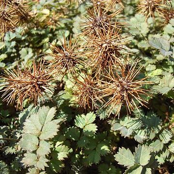 Acaena microphylla unspecified picture