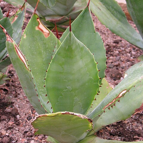 Agave seemanniana unspecified picture