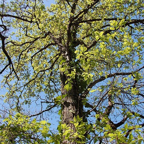 Quercus gussonei unspecified picture