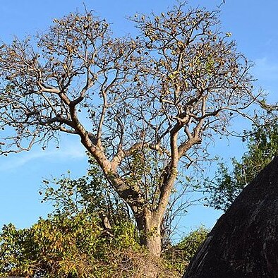 Sterculia africana unspecified picture