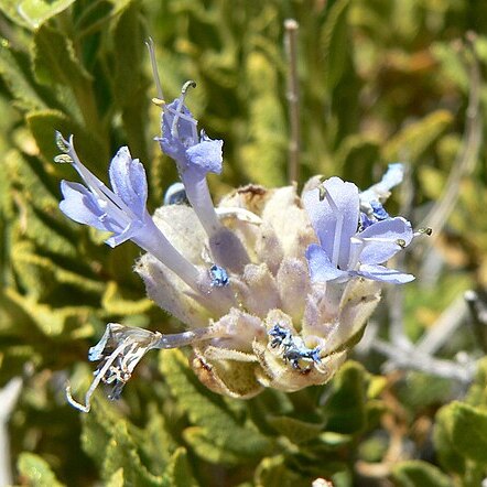 Salvia mohavensis unspecified picture