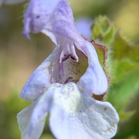 Salvia africana unspecified picture