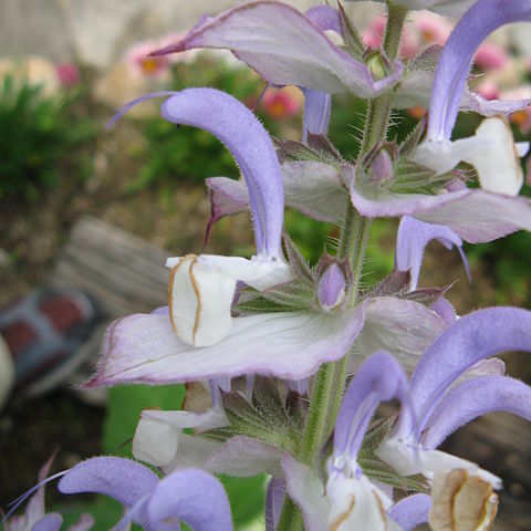 Salvia desoleana unspecified picture