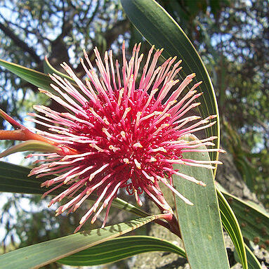 Hakea laurina unspecified picture