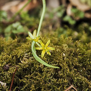 Gagea hiensis unspecified picture