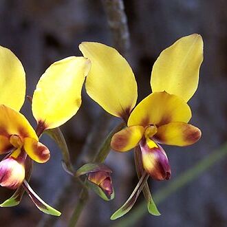 Diuris carinata unspecified picture