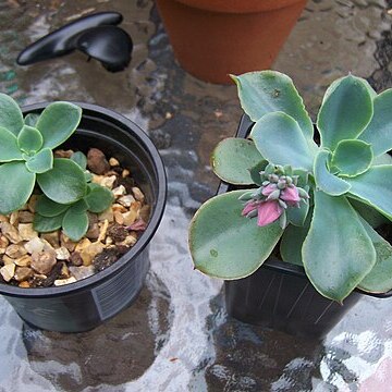 Echeveria fulgens unspecified picture