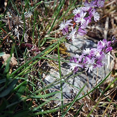 Polygala sardoa unspecified picture