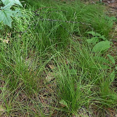 Carex ussuriensis unspecified picture