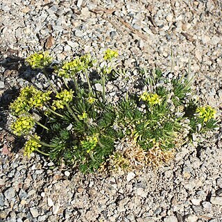 Draba pauciflora unspecified picture