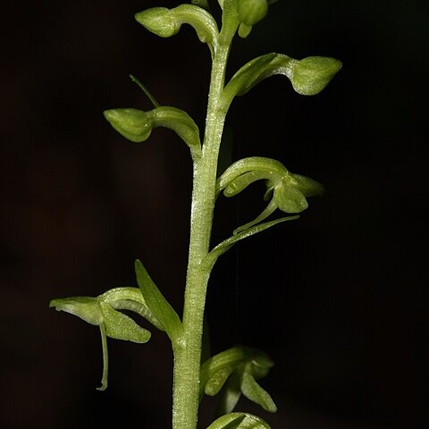 Platanthera stricta unspecified picture