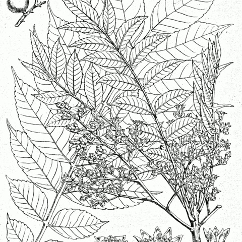 Garuga pinnata unspecified picture