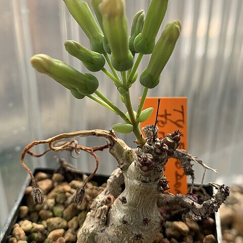 Tylecodon torulosus unspecified picture