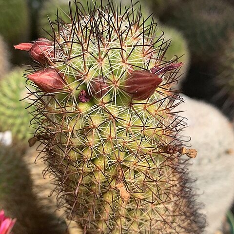 Mammillaria duoformis unspecified picture