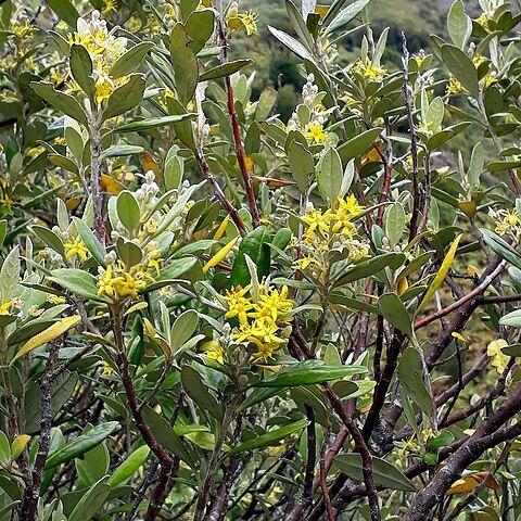 Corokia macrocarpa unspecified picture