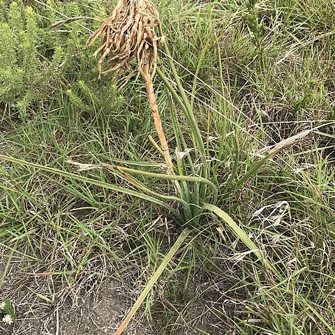 Aloe micracantha unspecified picture