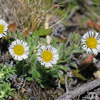 Erigeron incertus unspecified picture