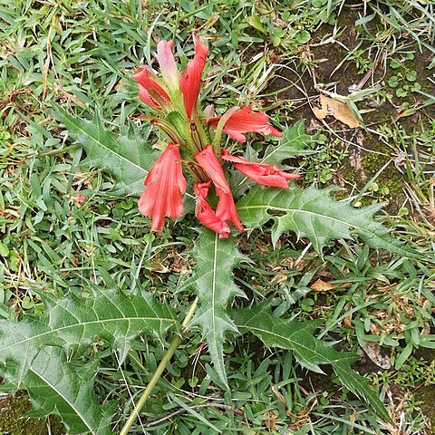 Acanthus sennii unspecified picture