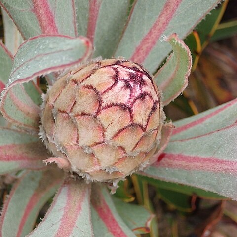 Protea lorifolia unspecified picture