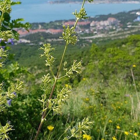 Silene densiflora d'urv. unspecified picture